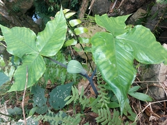 Arisaema ringens
