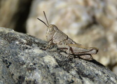 Sigaus australis