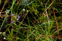 Wahlenbergia huttonii