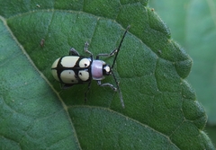 Omophoita octoguttata
