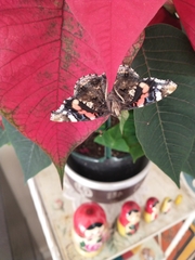 Vanessa atalanta atalanta