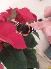 Vanessa atalanta atalanta