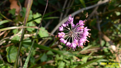 Allium thunbergii
