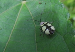 Omophoita octoguttata