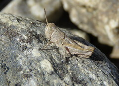 Sigaus australis