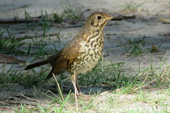 Turdus philomelos clarkei