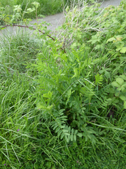 Astragalus glycyphyllos