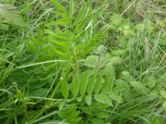 Astragalus glycyphyllos