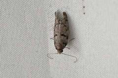 Hofmannophila pseudospretella