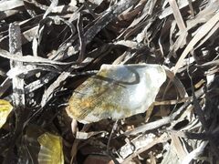 Electroma papilionacea