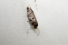 Hofmannophila pseudospretella
