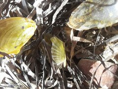 Electroma papilionacea