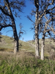 Quercus douglasii