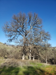 Quercus douglasii