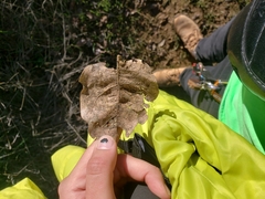 Quercus douglasii
