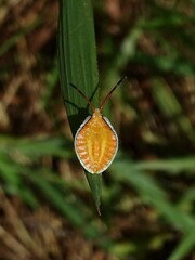Tessaratomidae