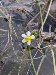 Ranunculus aquatilis