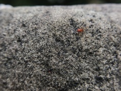 Oonopidae