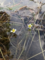 Ranunculus aquatilis