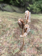 Fritillaria camschatcensis