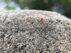 Oonopidae