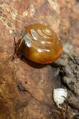 Oxychilus navarricus