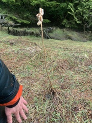 Fritillaria camschatcensis