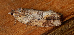 Thrincophora