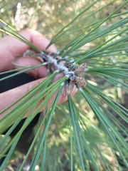 Pinus sabiniana