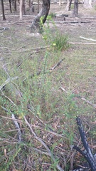 Pimelea flava