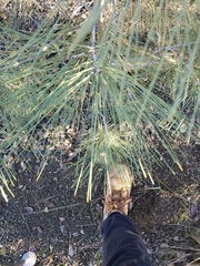 Pinus sabiniana