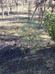 Pinus sabiniana