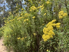 Cassinia aureonitens