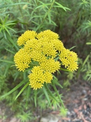 Cassinia aureonitens