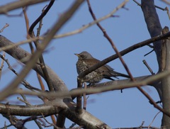 Turdus pilaris