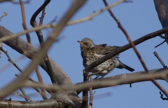 Turdus pilaris