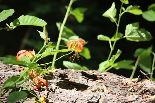 iNaturalist observation photo of Leopard Lily