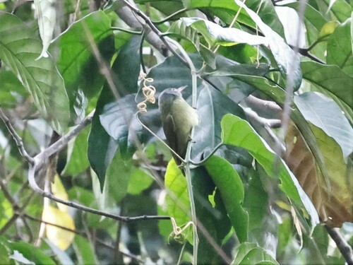 Grey-headed Sunbird (Deleornis axillaris), photo 3