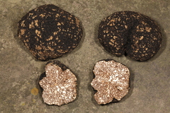 Tuber mesentericum
