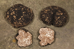 Tuber mesentericum