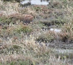 Gallinago hardwickii