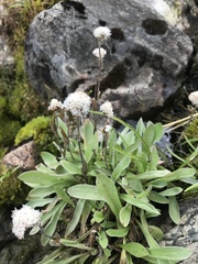 Craspedia uniflora