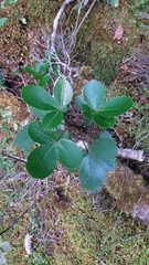 Pseudopanax colensoi