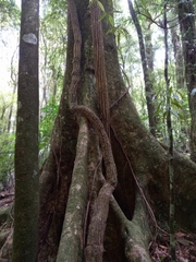 Metrosideros diffusa