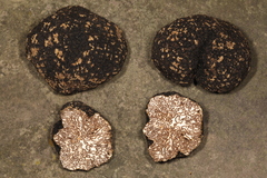 Tuber mesentericum