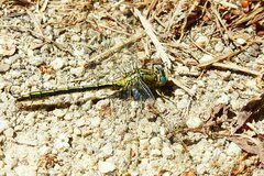 Gomphus pulchellus