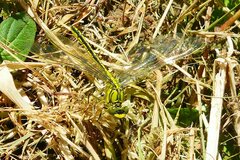 Gomphus pulchellus