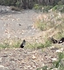 Acridotheres javanicus