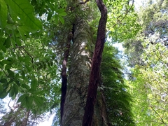 Metrosideros diffusa