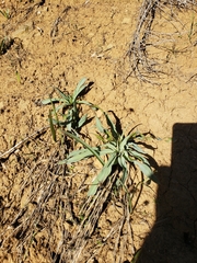 Chlorogalum pomeridianum